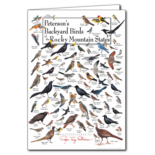 Birds of Rocky Mountains Greeting Cards Set of 6